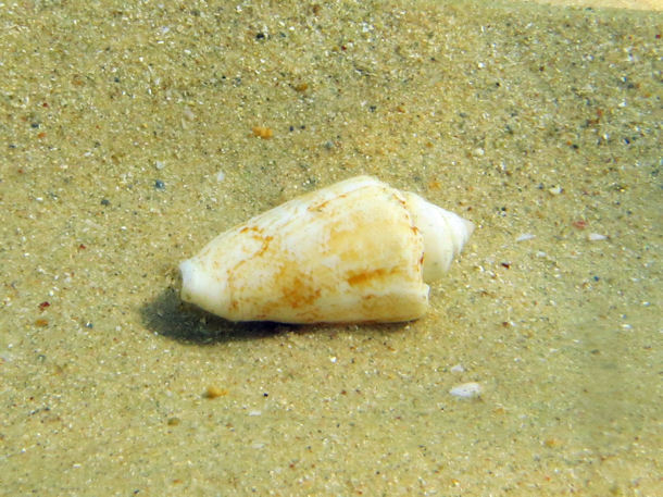 Conus mediterraneus