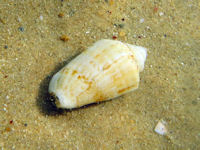 Conus ventricosus