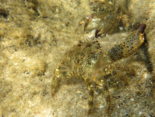 Eriphia verrucosa