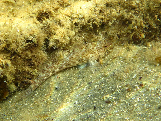 Anemonengrundel Gobius bucchichii