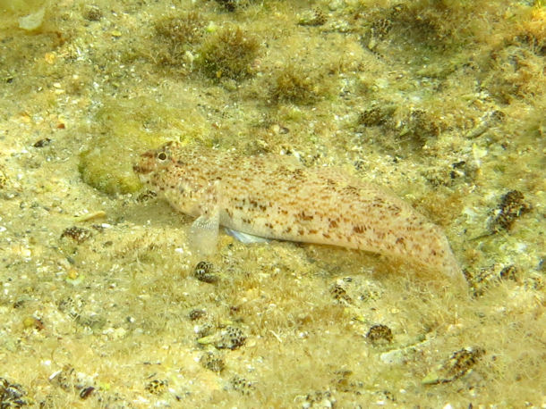 Anemonengrundel Gobius bucchichii