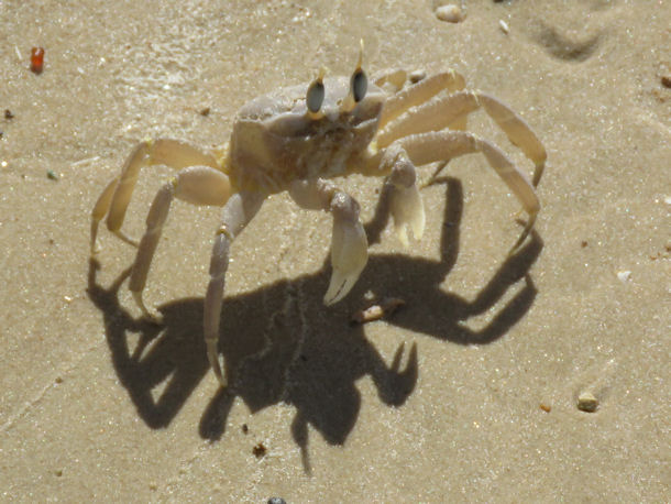 Geisterkrabbe Ocypode sp in Israel