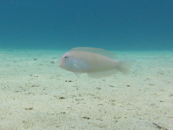 Schermesserfisch Xyrichtys novacula