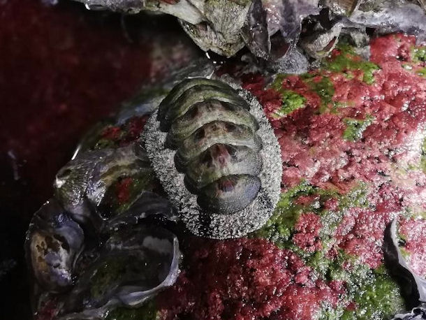 Acanthopleura sp