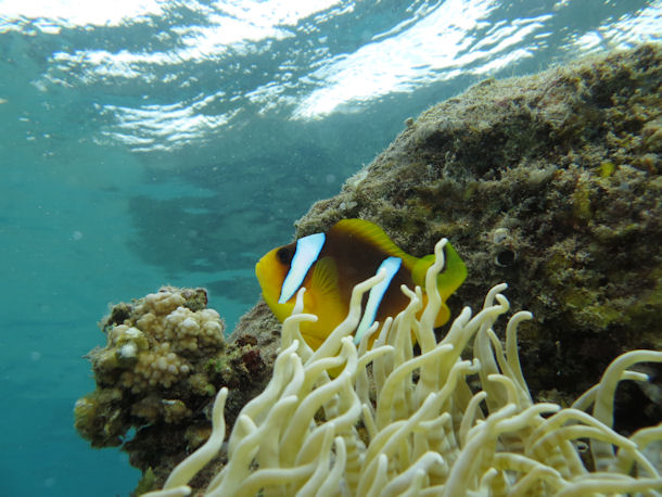 Amphiprion bicinctus