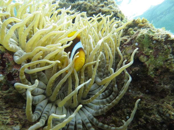 Amphiprion bicinctus