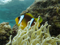 Amphiprion bicinctus