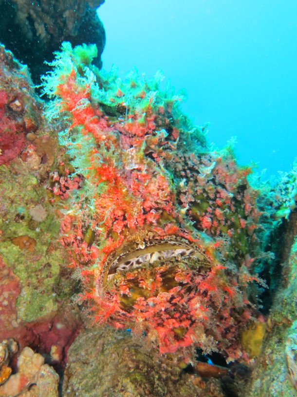 Antennarius pictus
