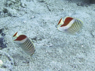 Chaetodon paucifasciatus