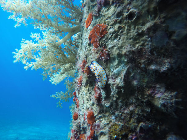 Chromodoris annulata