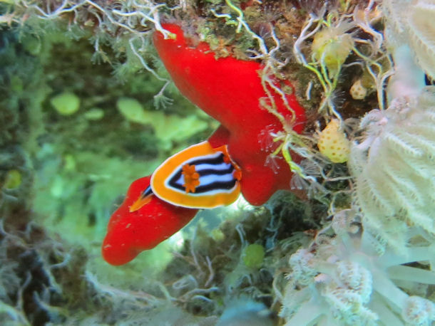 Chromodoris quadricolor