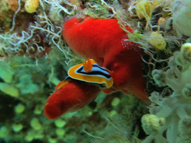 Chromodoris quadricolor