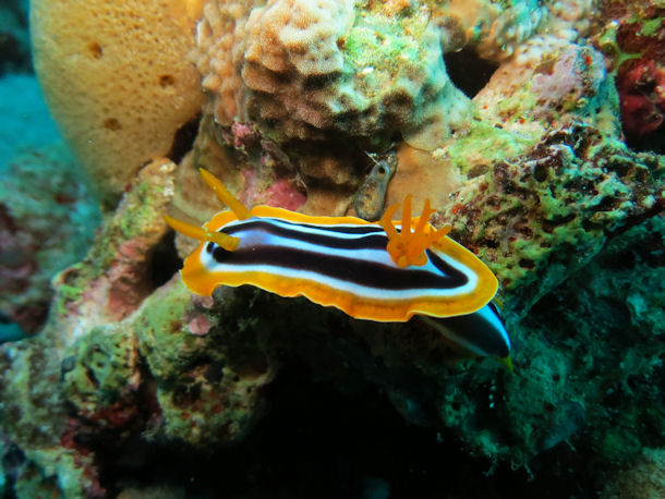 Chromodoris quadricolor