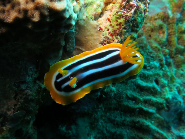 Chromodoris quadricolor