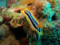 Chromodoris quadricolor