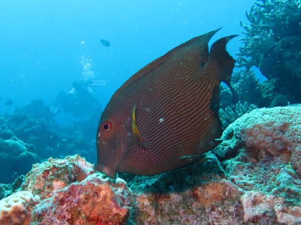 Ctenochaetus striatus