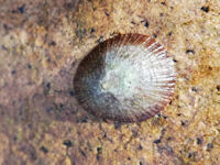 Keyhole limpet Diodora sp