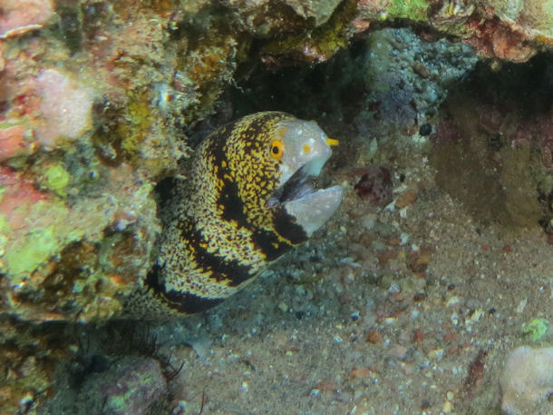 Sternfleckenmurne Echidna nebulosa