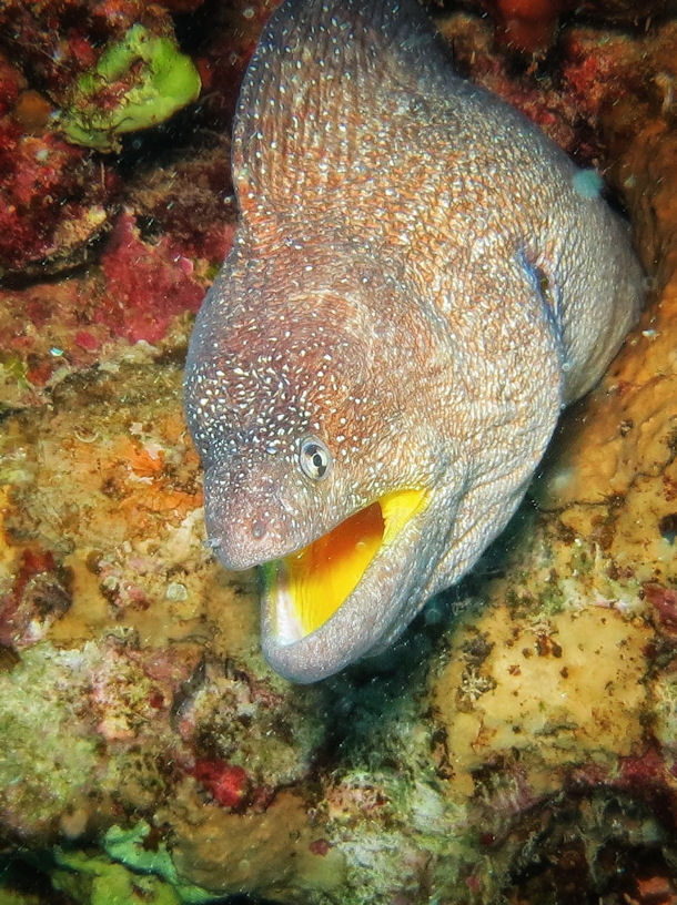 Gymnothorax nudivomer