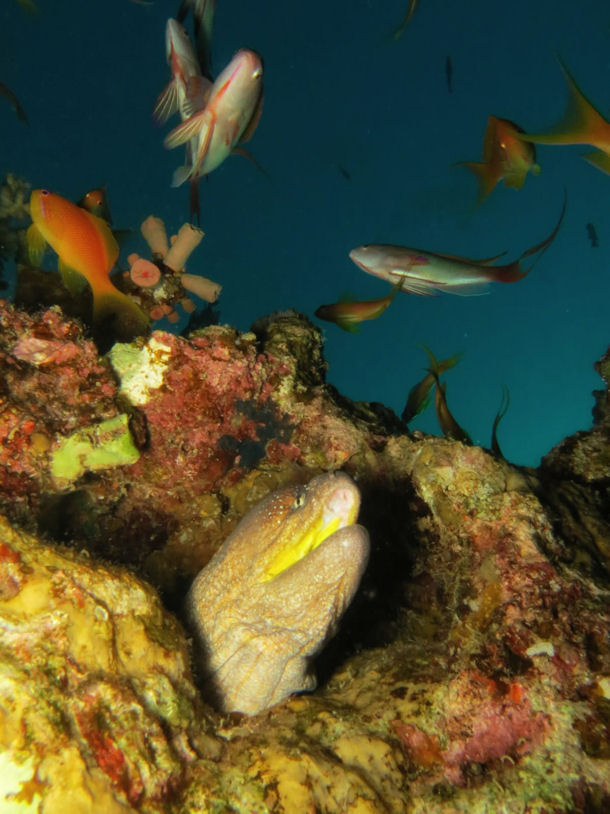 Kiwi Reef Aqaba Jordanien