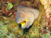 Gelbmaulmurne Gymnothorax nudivomer