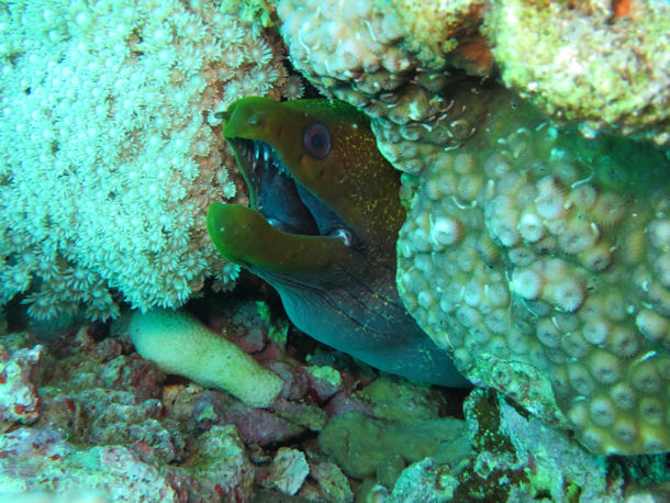 Marmormurne Gymnothorax undulatus