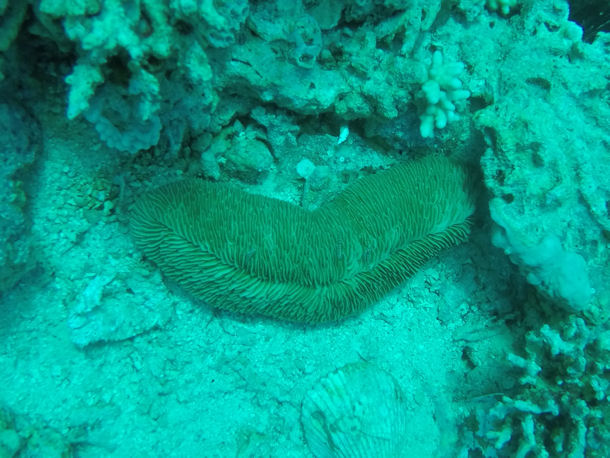 Herpolitha limax