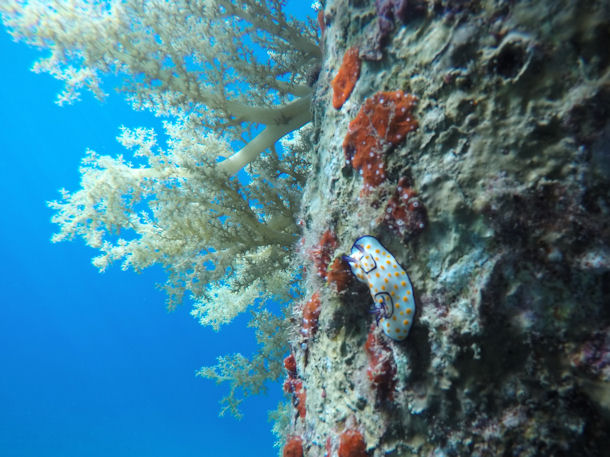 Kiwi Reef Aqaba