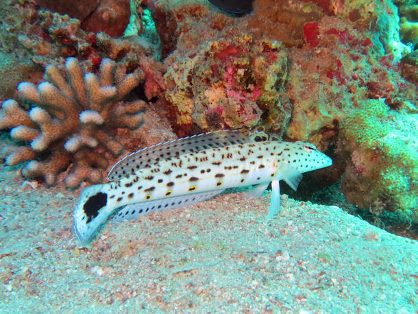 Schwarzfleck-Sandbarsch Parapercis hexophtalma