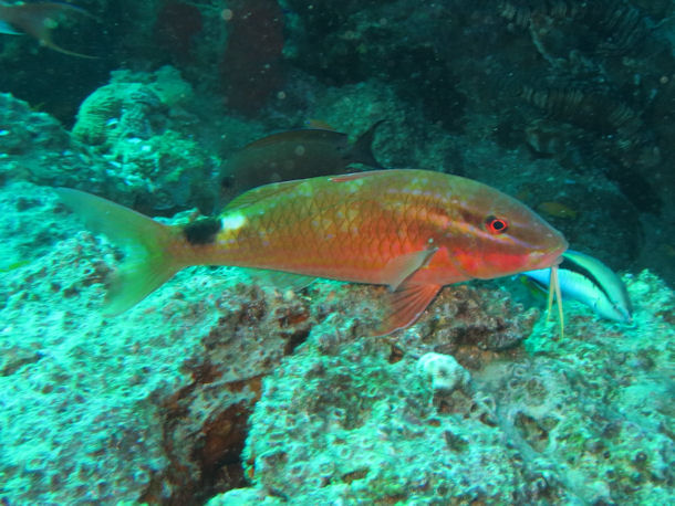 Parupeneus rubescens