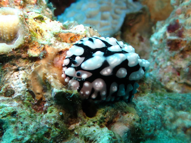 Phyllidiopsis sinaiensis