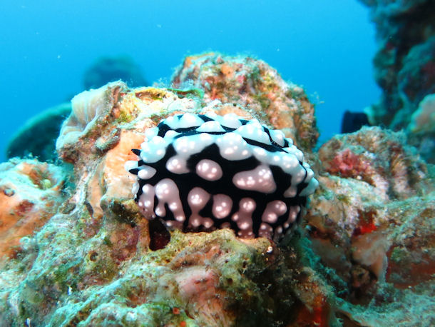 Phyllidiopsis sinaiensis