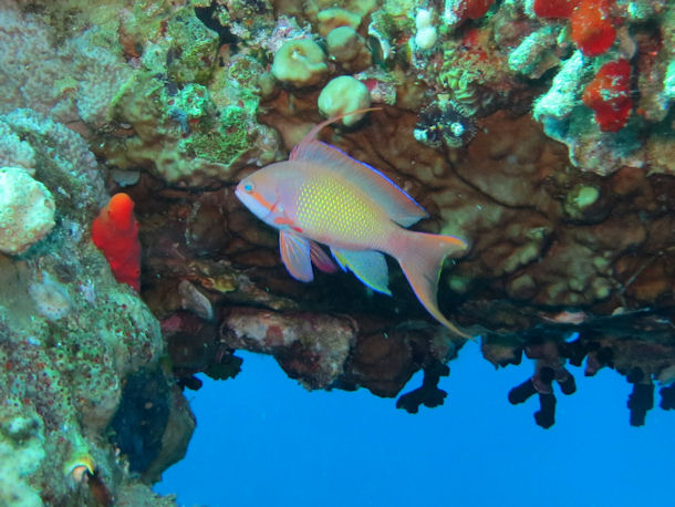 Pseudanthias squamipinnis