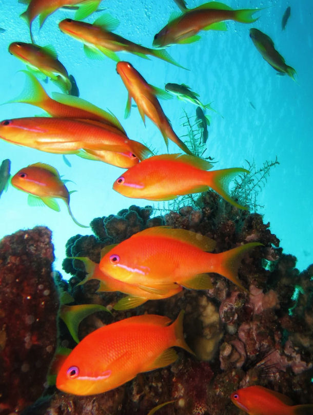 Pseudanthias squamipinnis