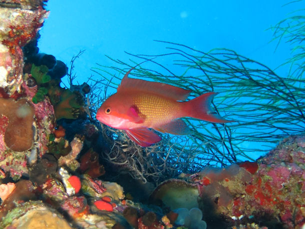 Pseudanthias squamipinnis