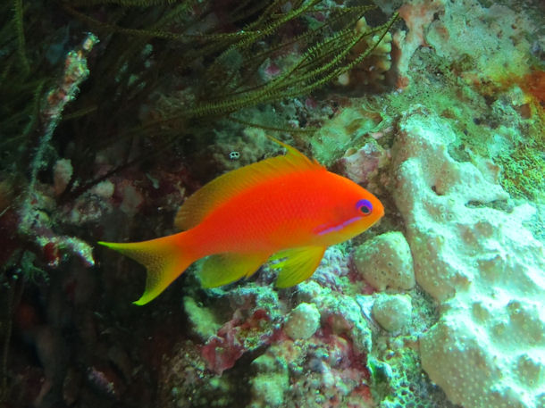 Pseudanthias squamipinnis