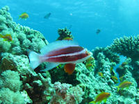 Pseudanthias taeniatus