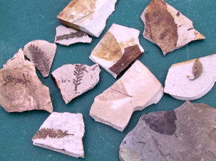 Fossiliensuche in den McAbee Fossil Beds