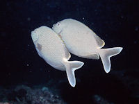 Siganus stellatus