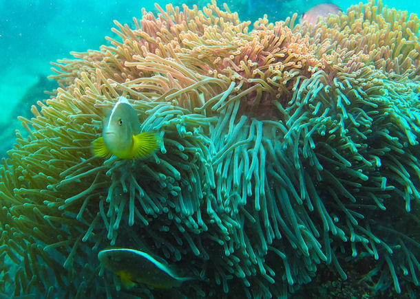 Amphiprion akallopisos