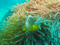 Amphiprion akallopisos