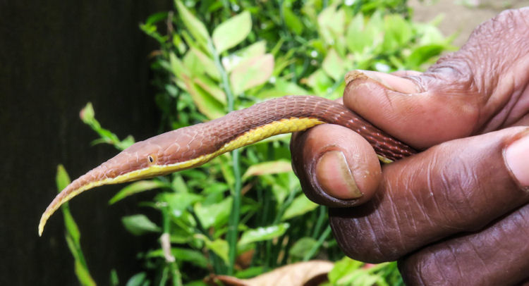 Madagaskar-Blattnasennatter Langaha madagascariensis