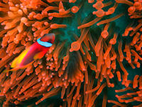 Amphiprion frenatus