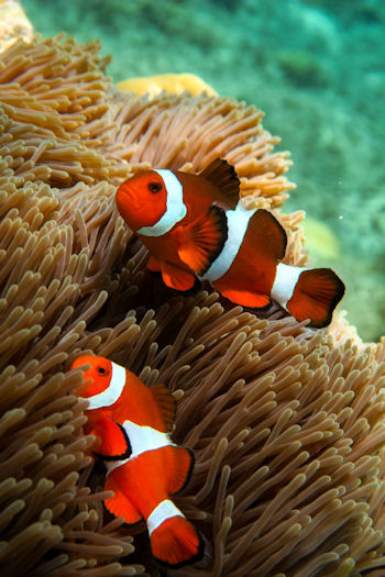 Amphiprion ocellaris