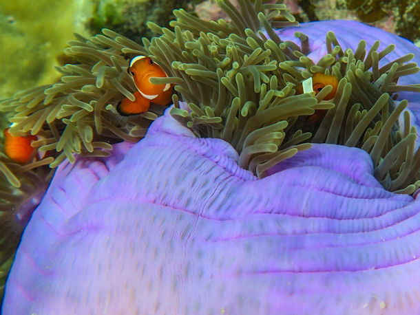 Amphiprion ocellaris