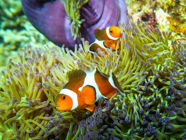 Amphiprion ocellaris