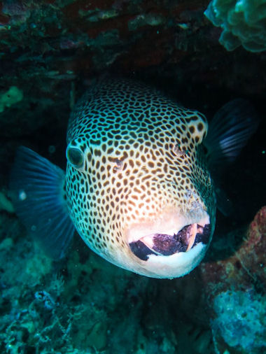 Riesenkugelfisch Arothron stellatus