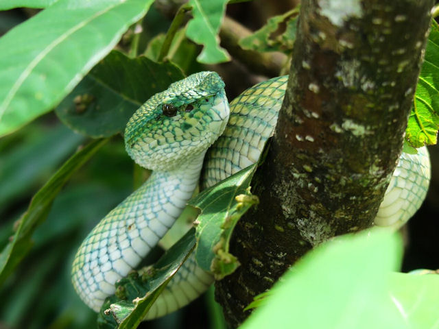 Bambusotter Trimeresurus sp.