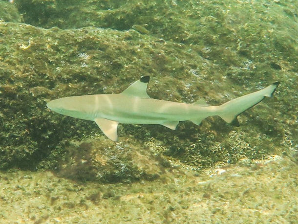 Schwarzspitzenriffhai Carcharhinus melanopterus