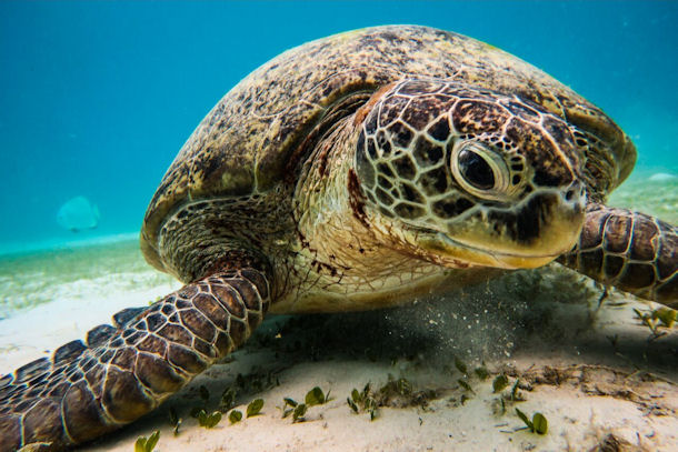 Suppenschildkrte Chelonia mydas